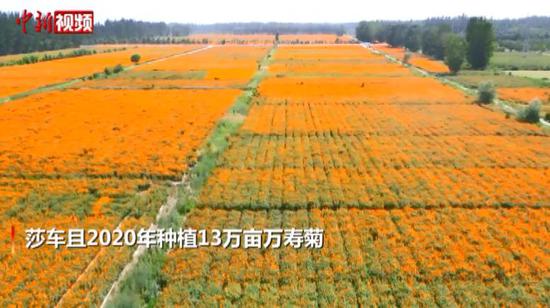 新疆喀什莎車縣萬壽菊種植 助力脫貧