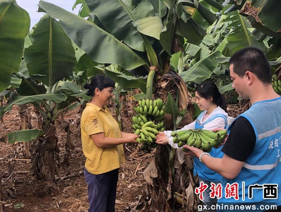 涠洲岛旅游区管委会供图 涠洲岛产业扶贫见实效 83户贫困户获分红