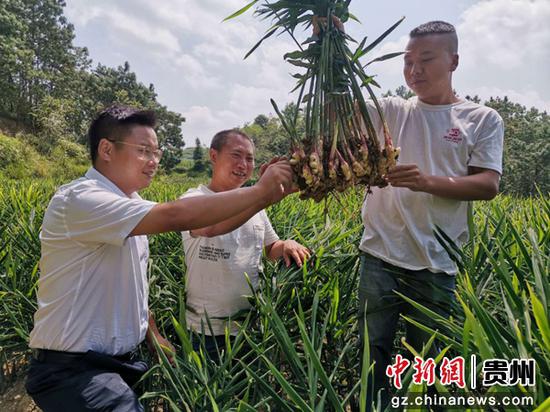 生姜种植户杨盛方(中)给龙山支行信贷员介绍生姜情况。 生姜种植户杨盛方(中)给龙山支行信贷员介绍生姜情况。