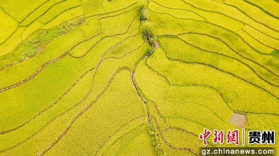 9月7日,贵州省毕节市大方县小屯梯田秋色。