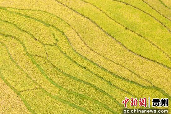 9月7日,贵州省毕节市大方县小屯梯田秋色。