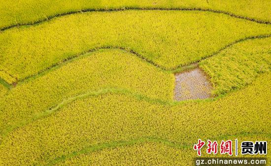 9月7日,航拍贵州省毕节市大方县小屯梯田秋色。