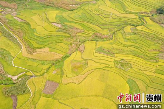 9月7日,航拍贵州省毕节市大方县小屯梯田秋色。