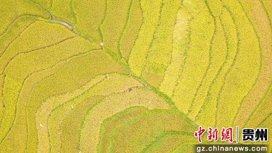 9月7日,航拍贵州省毕节市大方县小屯梯田秋色。
