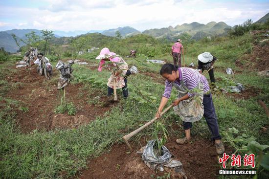 图为当地农户在花椒基地进行翻土工作。 中新社记者 瞿宏伦 摄