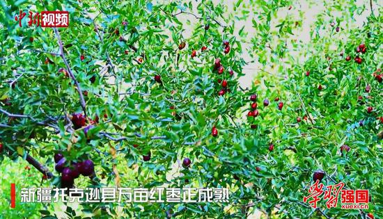 新疆托克遜縣萬畝紅棗正成熟