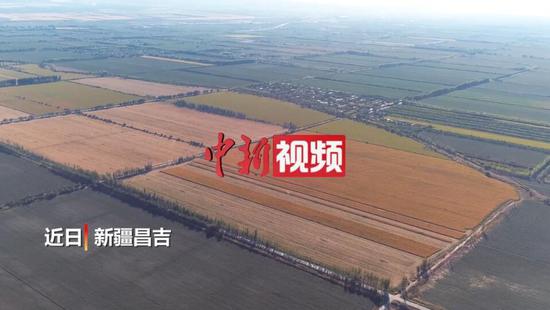 新疆昌吉瑪納斯5.5萬畝玉米豐收