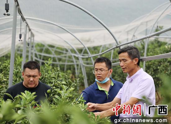 技术员给种植户讲解金桔管护知识。韦荣军 摄