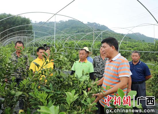 柳州市金桔产业协会会长兰登(右一)给种植户讲解金桔秋梢管理期管护知识。韦荣军 摄 柳州市金桔产业协会会长兰登(右一)给种植户讲解金桔秋梢管理期管护知识。韦荣军 摄