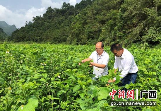 广西移动派驻的“第一书记”冯雷(左)与群众在桑叶田里查看桑叶的长势。 广西移动派驻的“第一书记”冯雷(左)与群众在桑叶田里查看桑叶的长势。