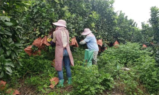 崇左供电公司驰援为柚子“解渴”助村民过“甜蜜生活”