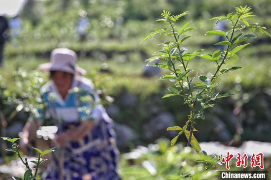 图为晴隆县茶马镇青山村花椒种植基地种植的花椒。 瞿宏伦 摄 图为晴隆县茶马镇青山村花椒种植基地种植的花椒。 瞿宏伦 摄