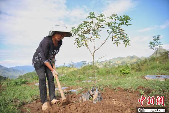 图为茶马镇青山村村民在花椒种植基地管护。　瞿宏伦 摄