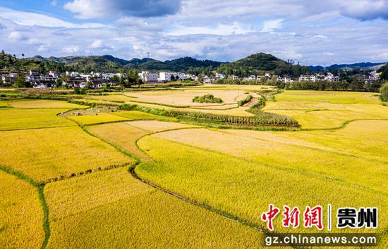 贵州省毕节市黔西县洪水镇解放村待收水稻。 范晖摄 贵州省毕节市黔西县洪水镇解放村待收水稻。 范晖摄