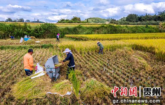 贵州省毕节市黔西县洪水镇解放村群众在抢收水稻。范晖摄 贵州省毕节市黔西县洪水镇解放村群众在抢收水稻。范晖摄