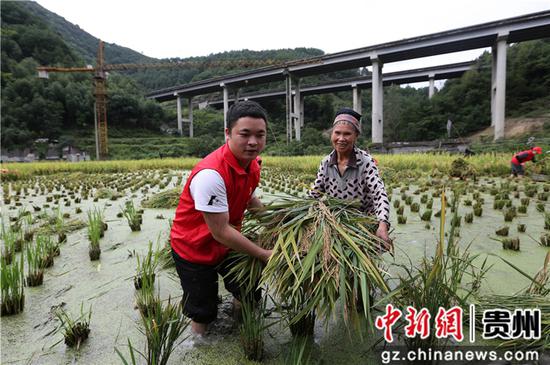 剑河县青年志愿者在帮助农户秋收