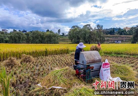 贵州省毕节市黔西县洪水镇解放村群众在抢收水稻。范晖摄 贵州省毕节市黔西县洪水镇解放村群众在抢收水稻。范晖摄