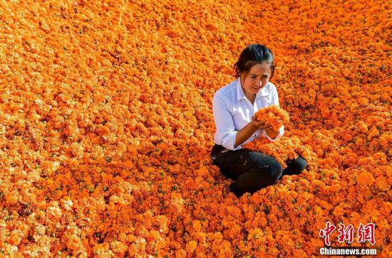 新疆于田种植万寿菊 当地民众花海“淘金”