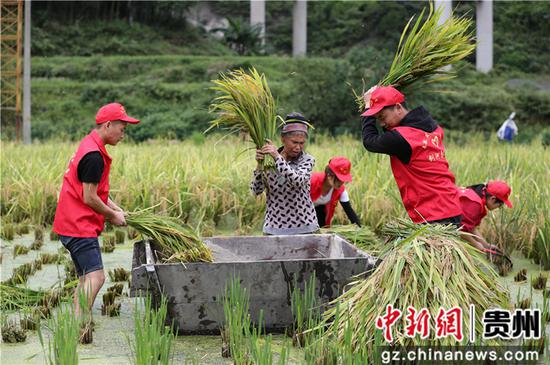 剑河县青年志愿者在帮助农户秋收 剑河县青年志愿者在帮助农户秋收