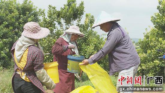 澳洲坚果喜获丰收。陈秋月 摄 澳洲坚果喜获丰收。陈秋月 摄