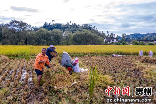 贵州省毕节市黔西县洪水镇解放村群众在抢收水稻。范晖 摄 贵州省毕节市黔西县洪水镇解放村群众在抢收水稻。范晖 摄