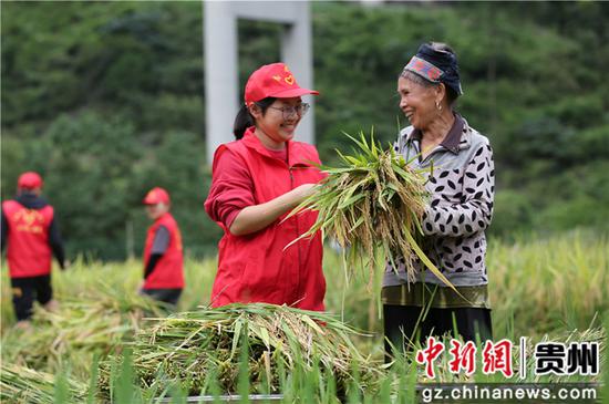 剑河县青年志愿者在帮助农户秋收的情景