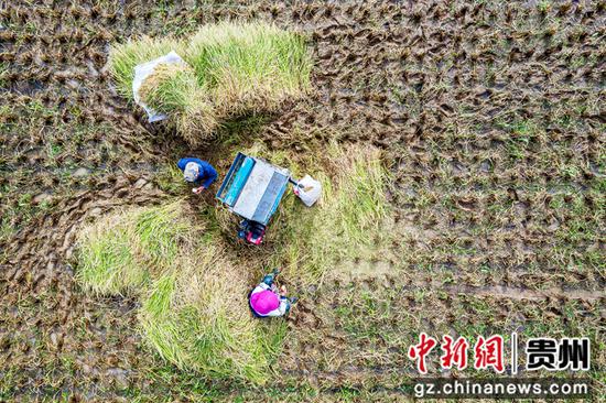 贵州省毕节市黔西县洪水镇解放村群众在抢收水稻。范晖摄 贵州省毕节市黔西县洪水镇解放村群众在抢收水稻。范晖摄