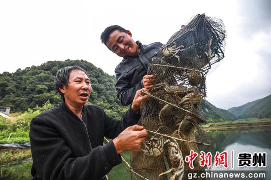 陆章朋(右)和村民在贵州省毕节市七星关区清水铺镇后山村的大闸蟹养殖基地收获大闸蟹。 陆章朋(右)和村民在贵州省毕节市七星关区清水铺镇后山村的大闸蟹养殖基地收获大闸蟹。