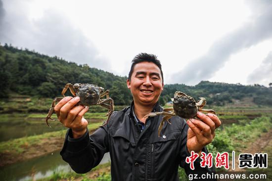 陆章朋在贵州省毕节市七星关区清水铺镇后山村的大闸蟹养殖基地展示收获的大闸蟹。