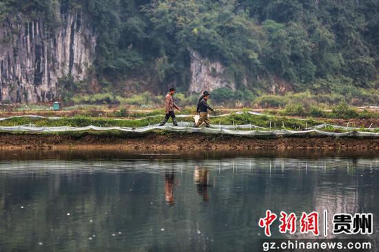 村民在贵州省毕节市七星关区清水铺镇后山村的大闸蟹养殖基地搬运捕捞好的大闸蟹。 村民在贵州省毕节市七星关区清水铺镇后山村的大闸蟹养殖基地搬运捕捞好的大闸蟹。
