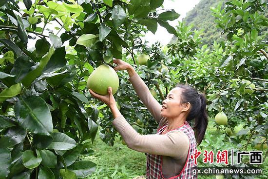 柚子丰收,农民喜上眉梢。罗倩 摄 电力助力广西靖西边民走上甜蜜“致富路”