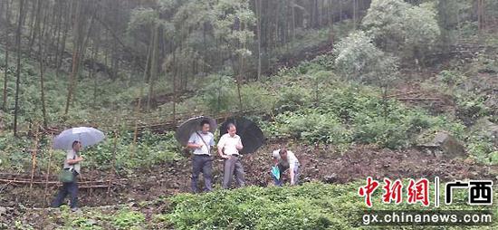 图为金秀镇共和村中草药种植基地。 图为金秀镇共和村中草药种植基地。