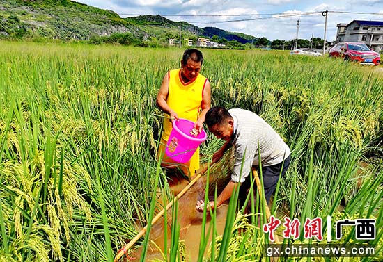 桂林灌阳县:稻鱼“跃上”致富路