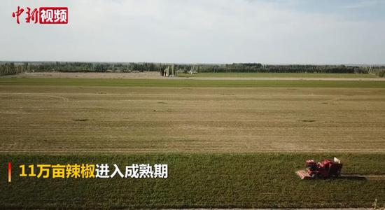 新疆和硕11万亩辣椒陆续转红 采摘季或早于去年同期
