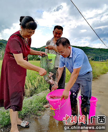 桂林灌阳县:稻鱼“跃上”致富路
