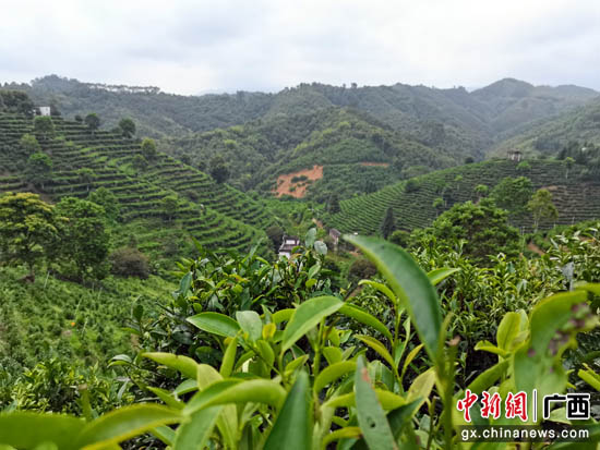 广西苍梧县举办第三届六堡茶文化旅游节