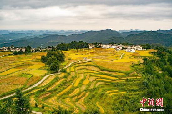 9月30日,贵州省贵阳市高坡苗乡的收获季景象。 中新社记者 侯宇 摄 9月30日,贵州省贵阳市高坡苗乡的收获季景象。 中新社记者 侯宇 摄