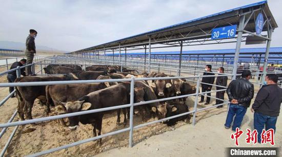 伊犁华凌活畜交易市场10月1日在新疆巩留县正式开业，预计年交易额可达50亿元。　华凌供图
