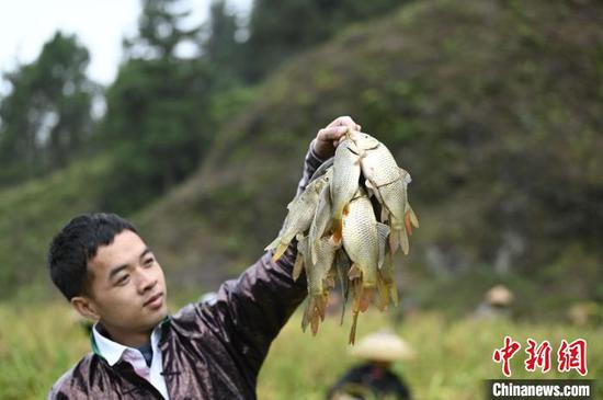 高增乡建华村侗族村民在展示抓到的稻田鱼。　吴德军 摄