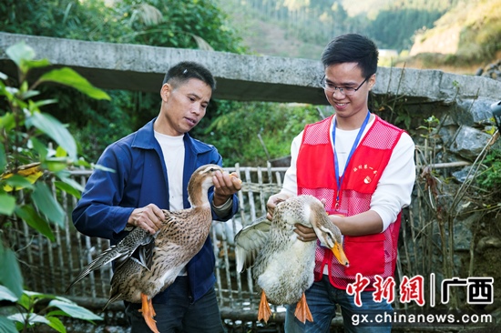 交通银行广西区分行驻河池市巴马瑶族自治县所略乡平六村扶贫第一书记赵斌(右一)向村民了解“土鸭”养殖情况
