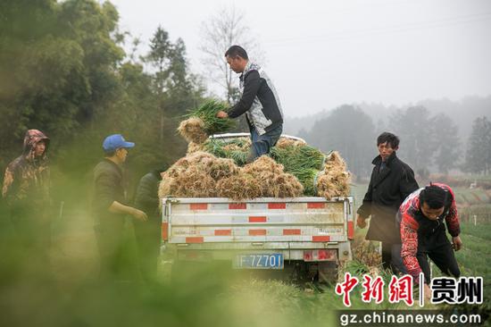 村民在贵州省毕节市黔西县雨朵镇平坝村将采收的香葱装车。 罗大富 摄 村民在贵州省毕节市黔西县雨朵镇平坝村将采收的香葱装车。 罗大富 摄