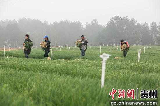 村民在贵州省毕节市黔西县雨朵镇平坝村搬运采收的香葱。罗大富 摄 村民在贵州省毕节市黔西县雨朵镇平坝村搬运采收的香葱。罗大富 摄