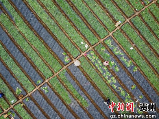 村民在贵州省毕节市赫章县松林坡乡半边街社区香葱基地里种植香葱。 罗大富 摄