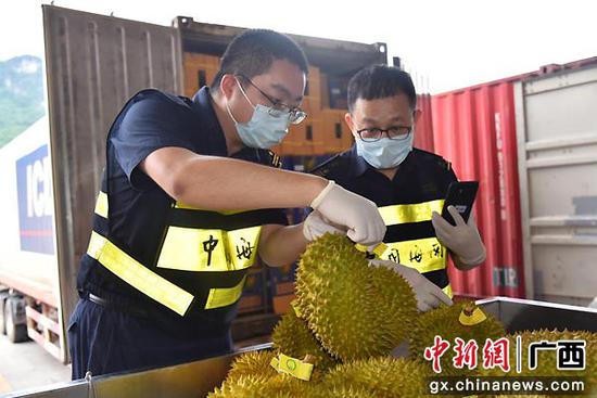 查验进口泰国榴莲。 查验进口泰国榴莲。