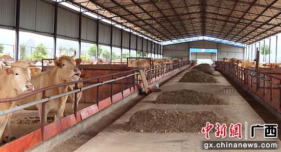 图为青贮料饲喂牛。向国华 程宇瞰 摄影报道