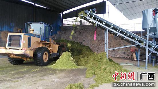 图为牧草、甘蔗尾梢加工。向国华 程宇瞰 摄影报道