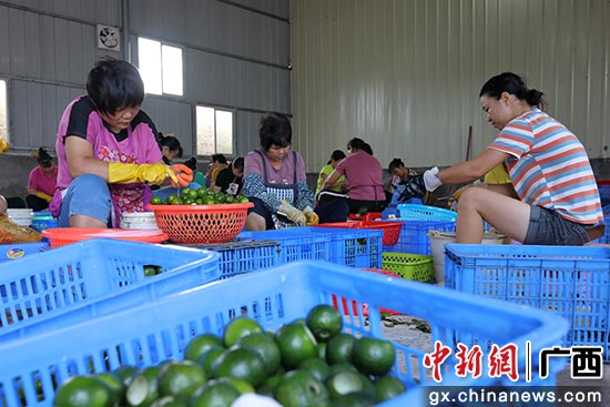 扶贫就业车间工人在挖开小青柑。陆敏 摄 扶贫就业车间工人在挖开小青柑。陆敏 摄