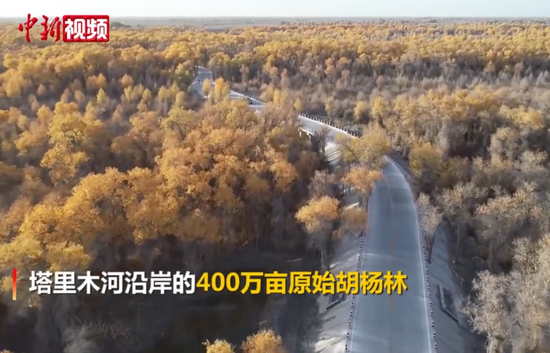 新疆：塔里木河沿岸胡楊林迎來最佳觀賞季