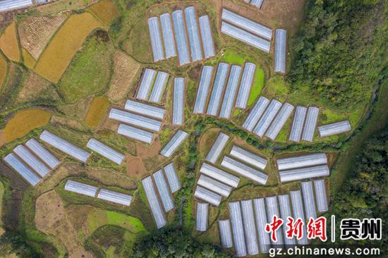 新世代集運自取點省畢節市黔西縣金蘭鎮猴場社區菊花種植基地 司玉坤 攝 新世代集運自取點省畢節市黔西縣金蘭鎮猴場社區菊花種植基地 司玉坤 攝