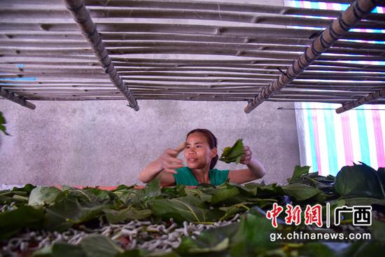 柳州里高镇家家种桑养蚕 年产值逾亿元